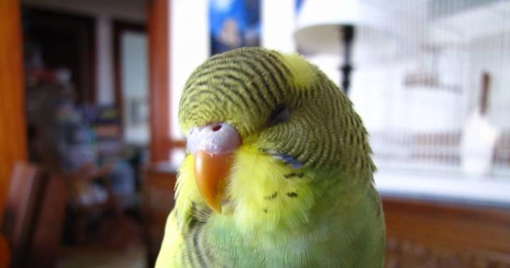 पलकों के बारे में रोचक तथ्य क्या पक्षियों की पलकें होती हैं