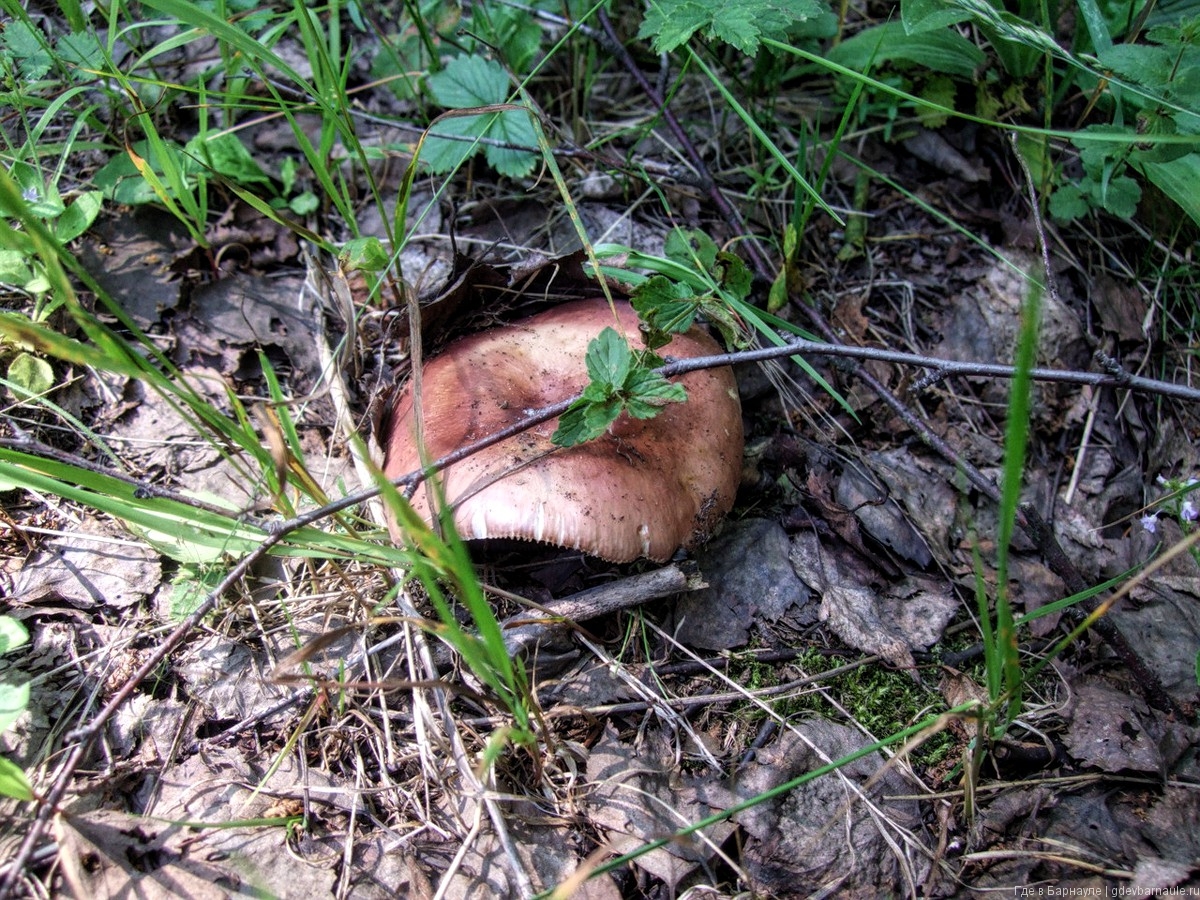 Съедобные грибы горного Алтая